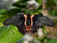 Scharlachroter Schwalbenschwanz